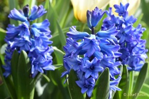 Hyacint Blue Tango